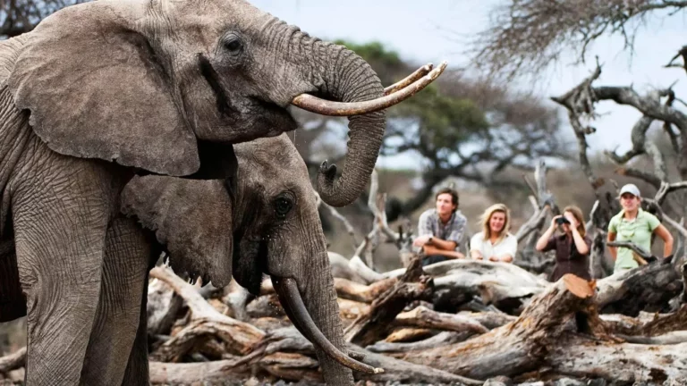 Best South African Safari Companies for Luxury and Authentic Wildlife Experiences